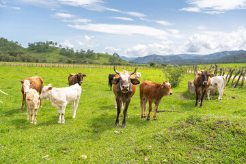 Paisaje del pueblo de Mirandilla Jalisco, las vacas están en el campo verde.