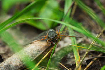 The mountain cicada (lat. Cicadetta montana), of the family Cicadidae. The Middle Volga region, Russia.