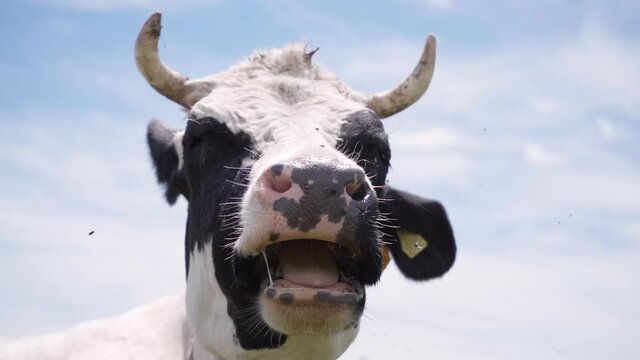 Close-up of Horned Cow against Blue Sky with Clouds. Cow Chewing, Slow Motion