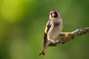 European Goldfinch, Carduelis carduelis on a branch. Czech republic