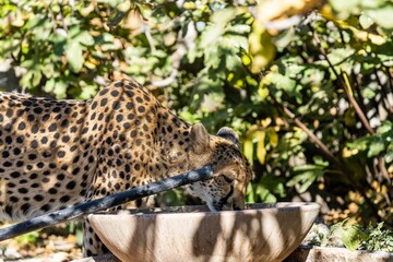 Cheetah on a farm