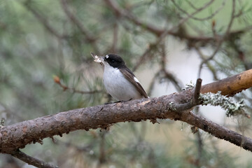 European Pied Flycatcher in Swedish forest.