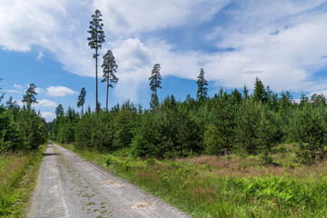 Road in forest. Forest footpath.
