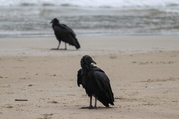 crow on the beach