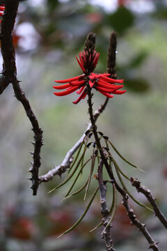 Mulungu Imagens Procure 153 fotos, vetores e vídeos Adobe Stock
