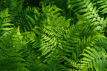 Natural fern pattern. Background with young green fern leaves.