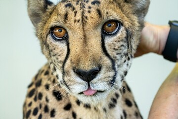Cheetah on a farm © Andrii