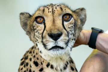 Cheetah on a farm