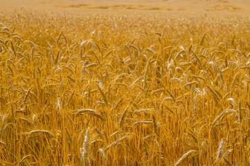 Golden ears of ripe wheat harvest