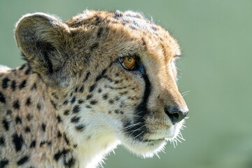 Cheetah on a farm