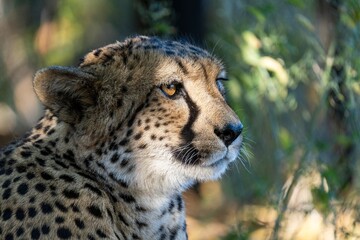Cheetah on a farm