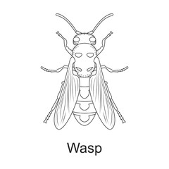 Beetle insect vector outline icon. Vector illustration bug insect on white background. Isolated outline illustration icon of beetle pest .