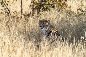 Cheetah in the grass