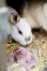 An albino rabbit takes care of newborn rabbits in a nest in the hay.