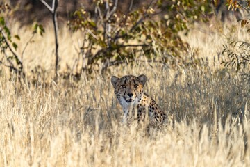 Cheetah in the grass