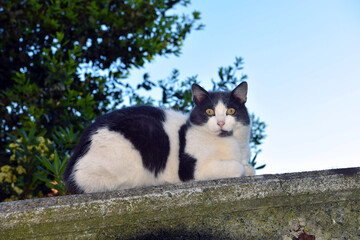 curious cat over a wall