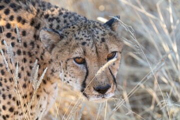 Angry cheetah