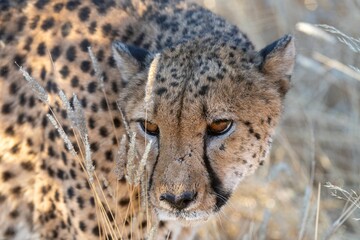 Angry cheetah