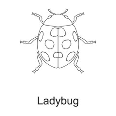 Beetle insect vector outline icon. Vector illustration bug insect on white background. Isolated outline illustration icon of beetle pest .