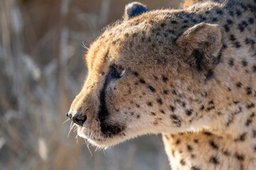 Angry cheetah