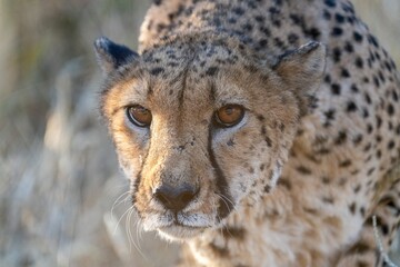 Angry cheetah © Andrii
