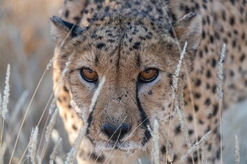 Angry cheetah
