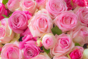 Group of pink roses in bloom, close-up, romantic feeling