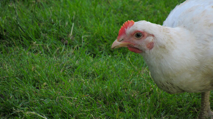 Chicken and grass. Photo for an advertising banner