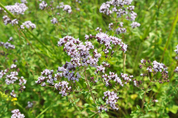 Summer flowering Origanum vulgare