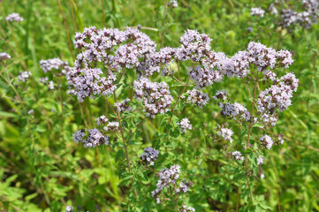 Obraz premium Summer flowering Origanum vulgare