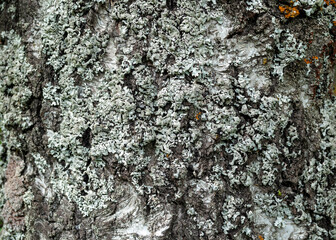 White lichen on the birch bark, background.