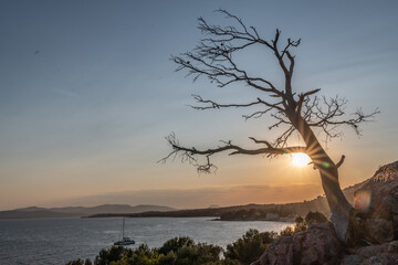 Coucher de soleil sur un arbre mort dans les rocailles en bord de mer
