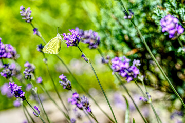 cabbage white butterfly on blooming lavender