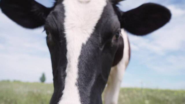 Black and White Dairy Cow Standing On Green Meadow Against Background Blue Sky With Clouds. Cow Looks Into Camera And Sniffs It 