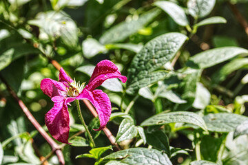 close up of blooming clematis