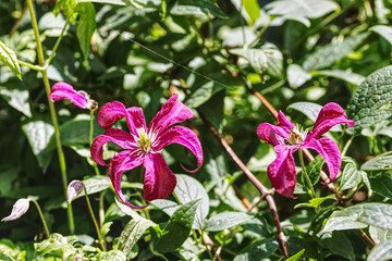 Fototapeta premium close up of blooming clematis