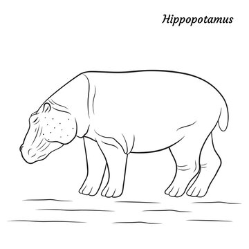 graphic vector outline illustration with animal hippopotamus-01