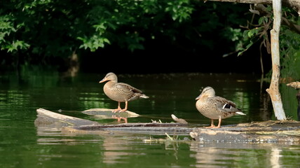 kaczki, ducks, kaczki nad wodą, ducks by the water © jarizPJ