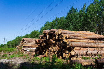 Stacked sawn pine logs. Logging in the north of Russia. The problem of ecology and ecosystem conservation.