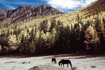 Horses graze in the foothills of the Altai Republic.