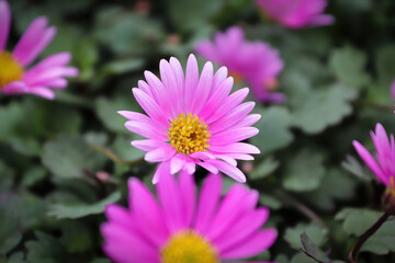 Obraz premium Cut Leaf Daisies growing during the summer