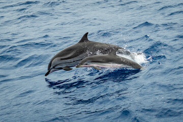 Baby dolphin and his mother jumping in the water. Gran Canaria - Spain.