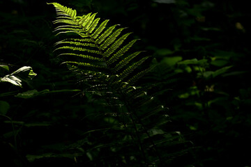 fern in the forest