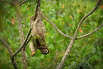 Brown-throated sloth - Bradypus variegatus species of three-toed sloth found in the Neotropical...