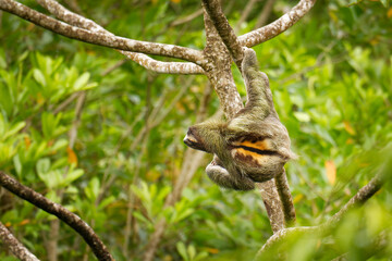 Brown-throated sloth - Bradypus variegatus species of three-toed sloth found in the Neotropical realm of Central and South America, mammal found in the forests of South and Central America