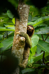 Brown-throated sloth - Bradypus variegatus species of three-toed sloth found in the Neotropical...