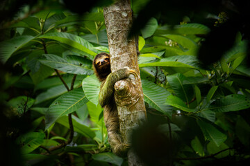 Brown-throated sloth - Bradypus variegatus species of three-toed sloth found in the Neotropical realm of Central and South America, mammal found in the forests of South and Central America
