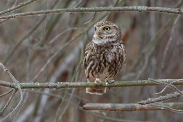 Little Owl (Athene noctua) on a branch