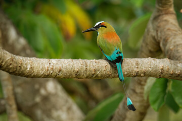 Turquoise-browed motmot - Eumomota superciliosa also Torogoz, colourful tropical bird Momotidae with long tail, Central America from south-east Mexico to Costa Rica. Colourful bird on the branch