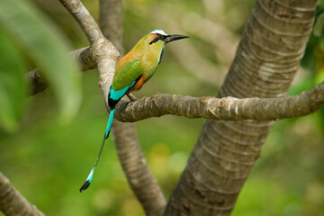 Turquoise-browed motmot - Eumomota superciliosa also Torogoz, colourful tropical bird Momotidae with long tail, Central America from south-east Mexico to Costa Rica. Colourful bird on the branch